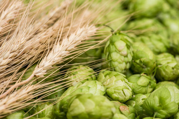 Свежий зеленый хмель и пшеничные шипы в качестве фона. Зеленый хмель, солод, ячменные уши и пшеничное зерно. Производство пива
