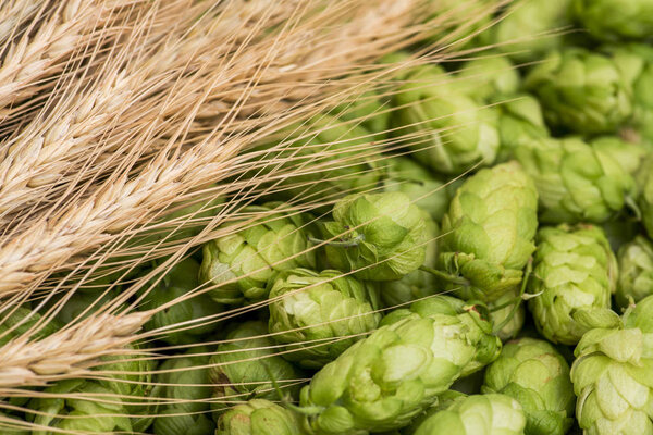Свежий зеленый хмель и пшеничные шипы в качестве фона. Зеленый хмель, солод, ячменные уши и пшеничное зерно. Производство пива
