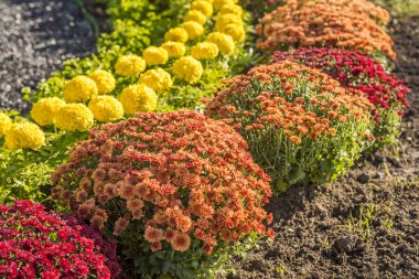 Kasımpatıların güzel çiçekleri. Bahçede çiçekler. Çiçeklerin güzelliği arka plan