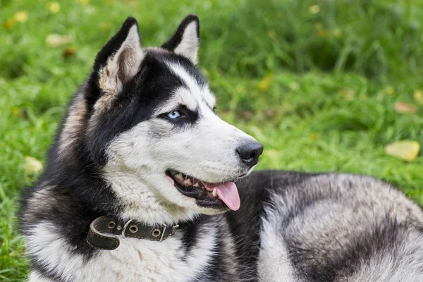 Retrato de Lindo husky siberiano acostado sobre hierba verde. Husky siberiano contra el fondo natural. Perro tendido en el suelo en el parque —  Fotos de Stock