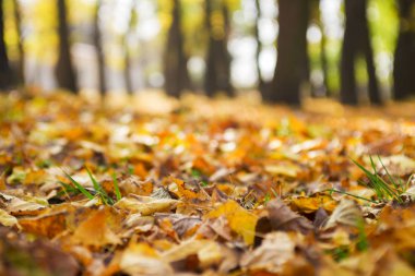 Sarı ağaçlar ve güneşli güzel sonbahar manzarası. Parkta renkli yeşillikler