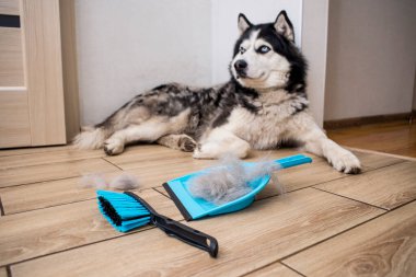 Köpeği deri değiştirdikten sonra saç bir kepçeyle bir fırçayla toplanır. Evde köpek kılı temizliyorum. Hayvan bakımı.
