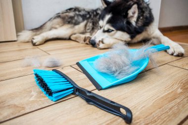 Köpeği deri değiştirdikten sonra saç bir kepçeyle bir fırçayla toplanır. Evde köpek kılı temizliyorum. Hayvan bakımı.
