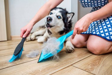 Bir kadın evde faraş ve süpürgeyle köpek derisi yüzdükten sonra köpek kılı temizliyor. Evde köpek kılı temizliyorum. Hayvan bakımı.
