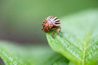 Colorado patates böceği patates yaprağı yer. Colorado patates böceği. Patates böceği yeşil sayfada.