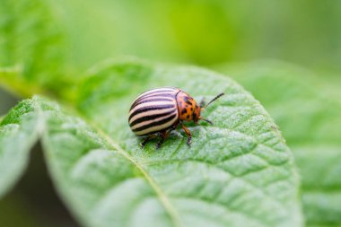 Colorado patates böceği patates yaprağı yer. Colorado patates böceği. Patates böceği yeşil sayfada.