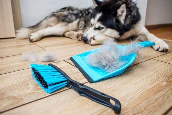 The hair after molting the dog is collected in a scoop with a brush. Cleaning dog hair at home. Pet care.