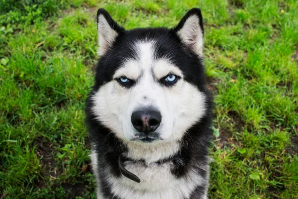 Husky Hund Gräset Bakgrund Porträtt Sibirisk Husky Svart Och Vit — Stockfoto