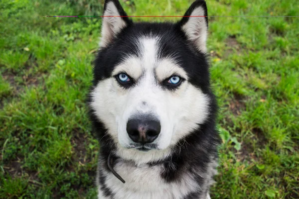 草の背景にハスキー犬 シベリア ハスキーの肖像画 青い目の黒と白のシベリアの空 — ストック写真