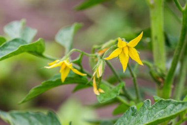 Sapında domates çiçekleri. Organik bir bahçede sarı domates çiçekleri..