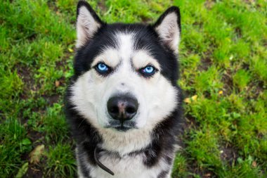 Arka planda iri yarı bir köpek. Sibirya Husky 'sinin portresi. Siyah-beyaz, mavi gözlü Sibirya köpeği..