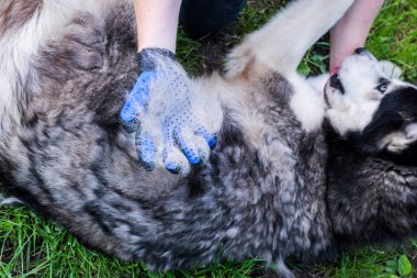 Köpeğin sahibi özel bir eldivenle köpeğin kürkünü tarıyor. Hayvan bakımı. Evcil hayvan ve hayvan yünü bakımı için malzemeler.