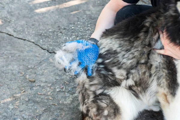 Owner of the dog is combing out the dog's fur with a special glove. Pet care. Equipment for caring domestic pets and animals wool.
