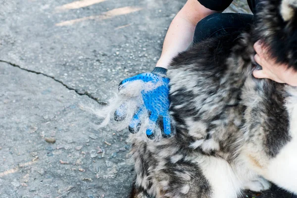 Owner of the dog is combing out the dog\'s fur with a special glove. Pet care. Equipment for caring domestic pets and animals wool.