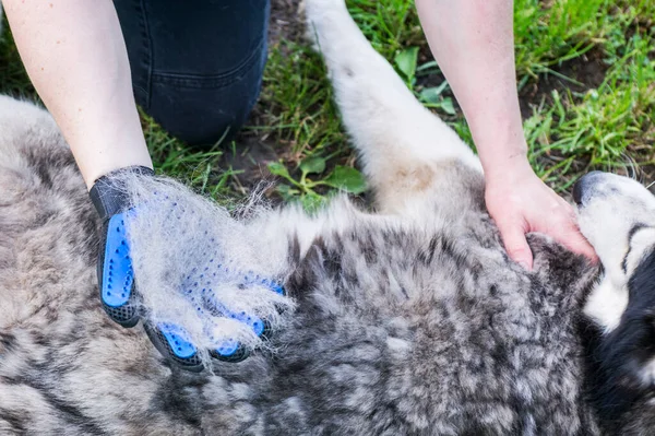 犬の所有者は 特別な手袋で犬の毛皮を出しています ペットケア 家庭用ペット及び動物用ウールの飼養設備 — ストック写真