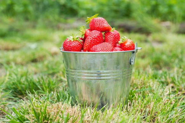 Bucket Freshly Picked Strawberries Summer Garden Lot Ripe Bright Red — Stock Photo, Image