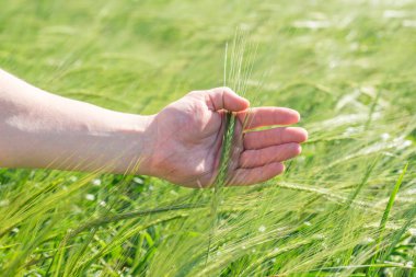 Bir tarlada insanın elleri buğdaydan yeşil kulaklar tutar. Etkin büyüme ve mahsul olgunlaşması döneminde buğday kulakları.