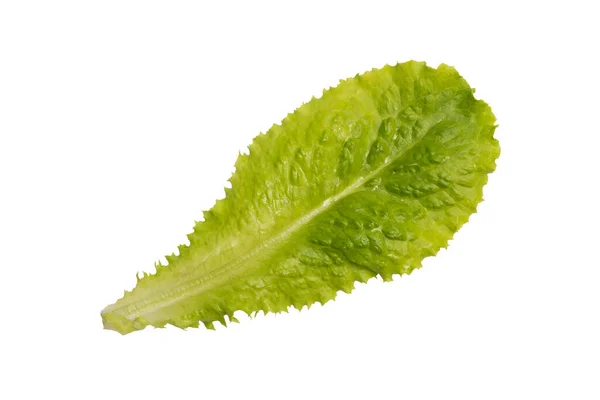 Zelený Salátový List Izolovaný Bílém Pozadí Jeden Čerstvý Zelený List — Stock fotografie