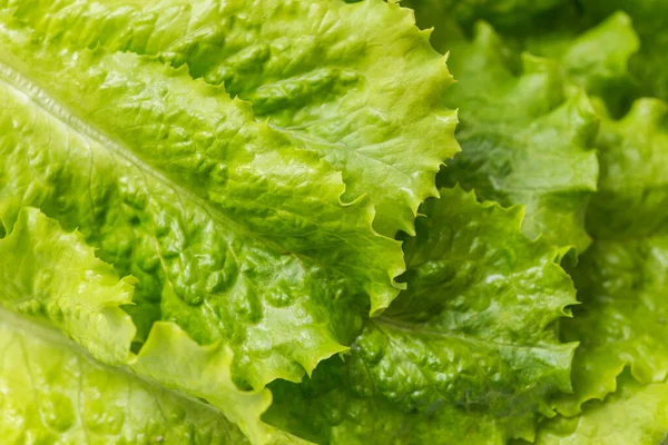 Makroaufnahme Von Frischen Grünen Salatblättern Aus Der Nähe Salat Blätter — Stockfoto