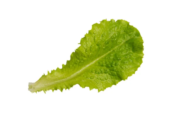 Zelený Salátový List Izolovaný Bílém Pozadí Jeden Čerstvý Zelený List — Stock fotografie