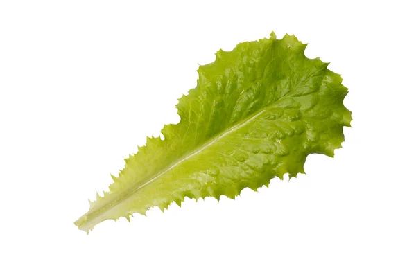 Zöld Saláta Levél Izolált Fehér Alapon Egy Friss Zöld Salátalevél — Stock Fotó