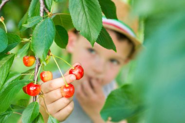 Çocuk bahçede kiraz topluyor. Küçük çocuk bahçedeki bir ağaçtan tatlı kiraz koparır. Seçici odak.