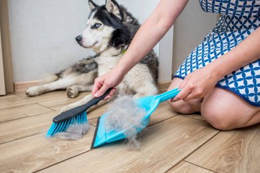 Bir kadın evde faraş ve süpürgeyle köpek derisi yüzdükten sonra köpek kılı temizliyor. Evde köpek kılı temizliyorum. Hayvan bakımı.