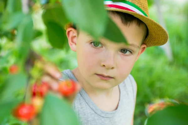 Anak Itu Memetik Buah Ceri Kebun Anak Kecil Menangis Manis — Stok Foto
