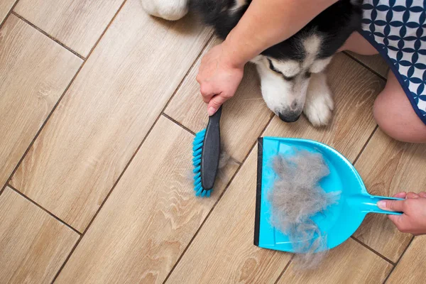 A woman removes dog hair after molting a dog with a dustpan and broom at home. Cleaning dog hair at home. Pet care.