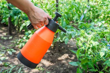 Kadın, bir yaz günü bahçedeki bitki çalılarını taşıyıp serpiyor. Bahçıvanlık ve tarım kavramı. Böcek böceklerinden bahçe bitkileri püskürtmek.