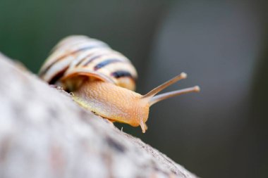 Bahçedeki ağaçtaki salyangoz. Islak ahşap dokuda salyangoz süzülüyor. Sıradan bir bahçe salyangozu kütüğün üzerinde sürünüyor..