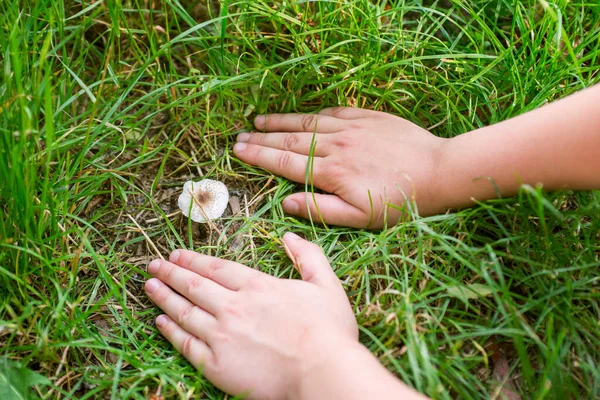 Anak Anak Menemukan Jamur Rumput Hijau Hutan Anak Anak Menunjukkan — Stok Foto