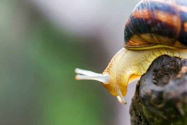 在花园里的树上钉上钉子 蜗牛在潮湿的木制纹理上滑行 一只普通的花园蜗牛爬在树桩上 — 图库照片