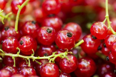 Taze seçilmiş kırmızı üzümlü arka plan, üst görünüm. Frenk üzümü. Frenk üzümlerinin arkaplanı.