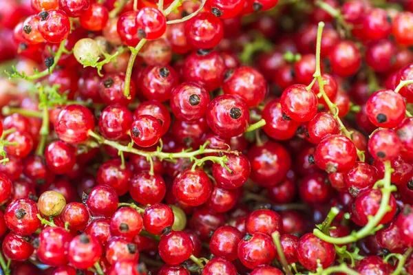 Freshly Picked Redcurrants Background Top View Red Currant Background Redcurrants — Stock Photo, Image