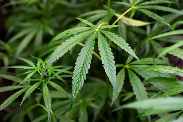 Cannabis Concept Indoor Grow Marijuana Beautiful Leaves Marijuana Cannabis Plant — Stock Photo, Image