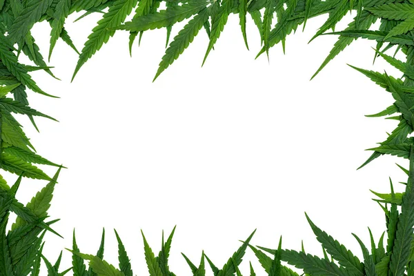 Green Cannabis Leafs Frame Copy Space Middle Frame Cannabis Leaves — Stock Photo, Image