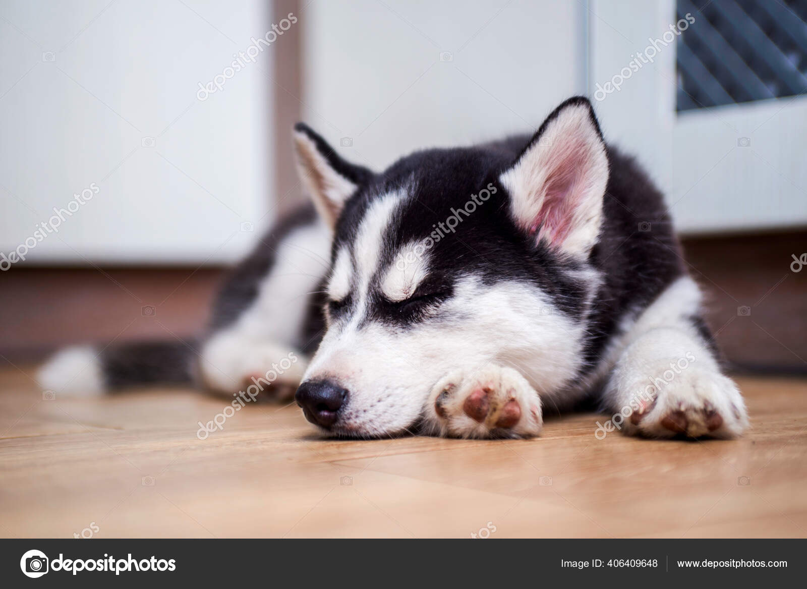 Sleeping husky best sale puppy
