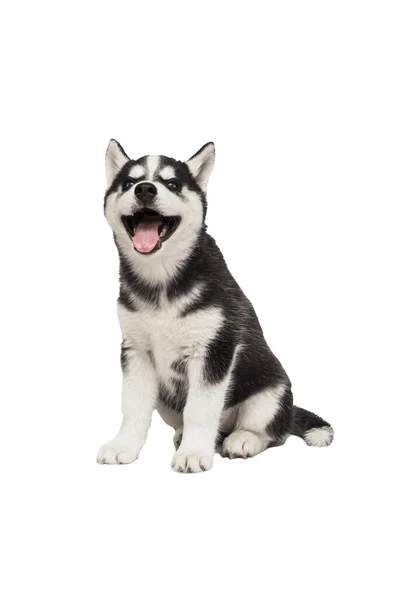 Beyaz Arka Planda Oturan Sevimli Sibirya Köpeği Mavi Gözlü Ilginç — Stok fotoğraf