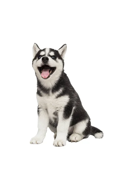 Fotos De Sessao De Filhote De Husky Siberiano De Olhos Azuis E Olhar De Stock Sessao De Filhote De Husky Siberiano De Olhos Azuis E Olhar Imagenes Libres De Derechos Depositphotos Fotos De Sessao De Filhote De Husky Siberiano De Olhos Azuis E Olhar De Stock Sessao De Filhote De Husky Siberiano De Olhos Azuis E Olhar Imagenes Libres De Derechos Depositphotos