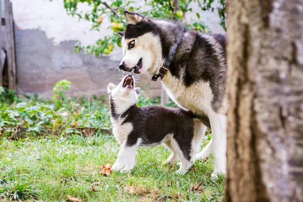 Perro Husky Siberiano Está Jugando Con Cachorro Husky Hierba Verde —  Fotos de Stock