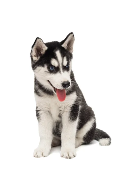 Schattige Siberische Husky Puppy Zit Witte Achtergrond Geïsoleerd Interessant Speels — Stockfoto