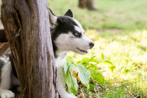 Kis Husky Kutyus Zöld Füvön Játszik Udvaron Aranyos Husky Kölyök — Stock Fotó