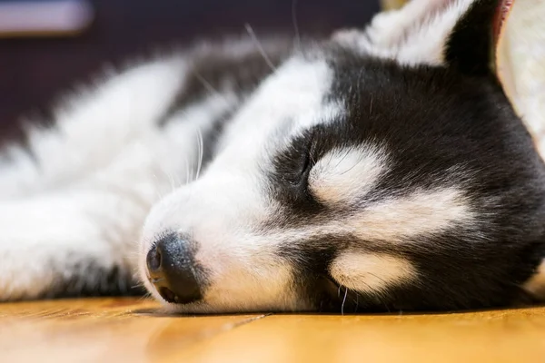 Siberian Husky Puppy Sleeping Floor Cute Husky Puppy Sleep — Stock Photo, Image