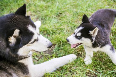 Sibirya Husky köpeği yeşil çimlerin üzerinde Husky puppy ile oynuyor. İki Sibiryalı kurt parkta birbirleriyle oynuyorlar..