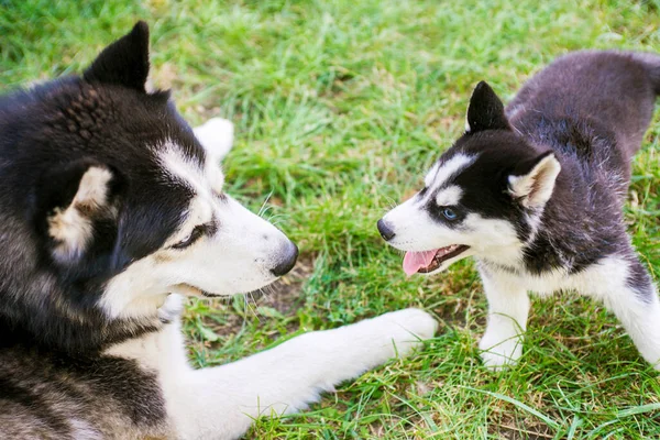 Szibériai Husky Kutya Játszik Husky Kiskutya Zöld Füvön Két Szibériai — Stock Fotó