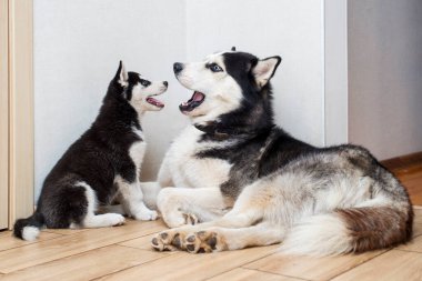 Zeminde oturan iki sevimli iri kıyım köpek portresi. Husky ve Husky köpek yavrusu yere yatar ve birbirlerine bakarlar..