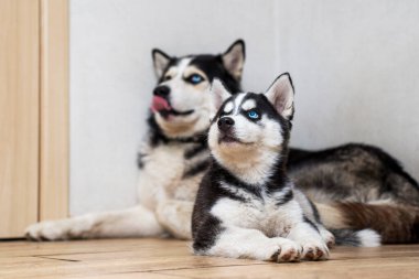 Evde yerde dinlenen iki iri yapılı köpek portresi. Husky ve Husky köpek yavrusu yere yatar ve yukarı bakar.
