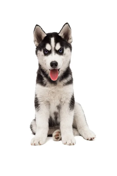 Schattige Siberische Husky Puppy Zit Witte Achtergrond Geïsoleerd Interessant Speels — Stockfoto