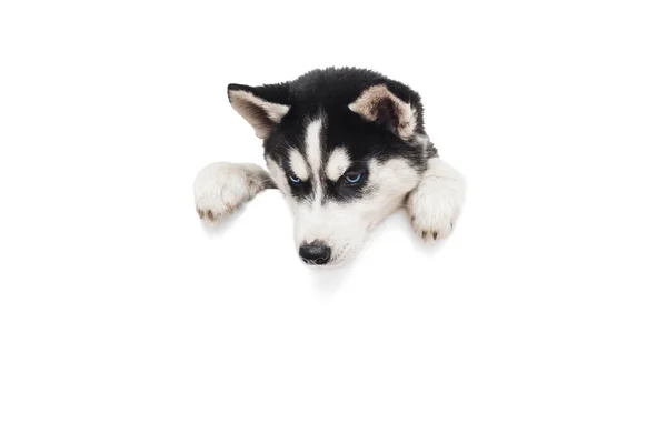 Lindo Cachorro Husky Con Patas Sobre Una Pancarta Blanca Blanco — Foto de Stock